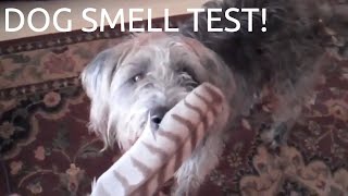 What Are Good Ideas For A Science Fair Project  Dogs Sense of Smell [upl. by Cogswell]