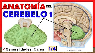 🥇 Anatomía del CEREBELO 14 Generalidades Caras ¡Explicación Sencilla [upl. by Merta237]