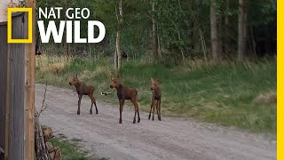 Rare Moose Triplets Spotted in Canada  Nat Geo Wild [upl. by Brownson]