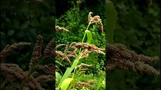 Echinochloa esculenta Grains species of grass in the family PoaceaeJapanese barnyard millet nature [upl. by Cymbre]