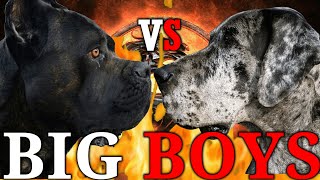 Cane Corso vs Great Dane  Great Dane vs Cane Corso  Which one is good for you  Billa Boyka [upl. by Nauqat373]