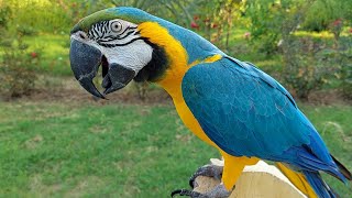 Macaw Natural Sounds and Calls [upl. by Neeruam]