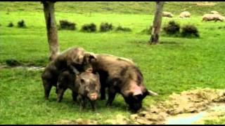 Odd Footage  Mating hogs [upl. by Iila50]