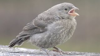 Cowbird chick calling amp getting fed by song sparrow [upl. by Navy]