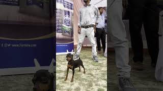 viral pets dog new 2024 shorts dogshow [upl. by Roxanna]