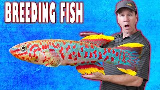 Easy Way to Breed Gardneri Killifish and Raise Killifish Fry [upl. by Akemhs]