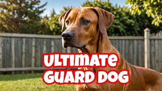 Meet the Rhodesian Ridgeback The Ultimate Guard Dog for Protection  rhodesian ridgeback guard dog [upl. by Firmin]