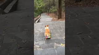 Skating dog dog pets skating talent love wow cute viralvideo shorts trending doglover [upl. by Anaed]