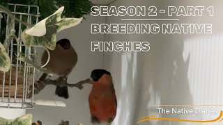 Breeding Native British Finches  Season 2 Part 1 The Native Diaries [upl. by Cooke739]