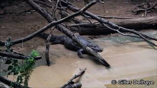 Tropisch onweer kaaimannen  Tropical storm Caimans  Orage tropical Caimans   ZOO Antwerpen [upl. by Ergener391]