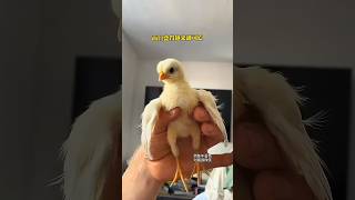 I found a chick from the egg godown youtubeshorts sort sortvideo chicken [upl. by Mills]