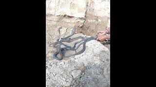 5 King Cobra catching the Azar Jogi  short video [upl. by Bilski]