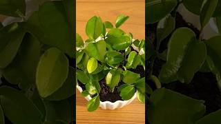 How to grow orange tree from seeds at home groworangeplantfromseeds [upl. by Ailene7]