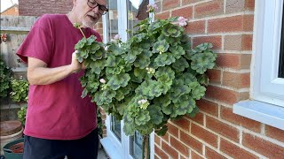 Reshaping a large Standard grown pelargonium [upl. by Aretak863]