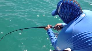 Goliath Grouper Eats Shark [upl. by Anyel498]