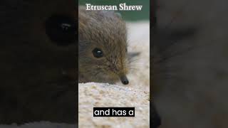 Etruscan Shrew birds viral wildlife youtubeshorts [upl. by Surovy]