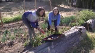 Mills College FarmtoForktoFarm Project [upl. by Lucina]