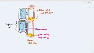 79 Phloem Structure Cambridge AS A Level Biology 9700 [upl. by Neemsay]