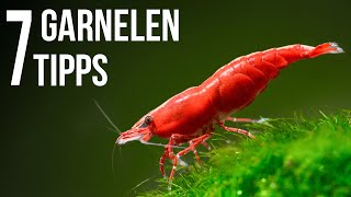 7 Tipps für Garnelen im Aquarium 4k Video [upl. by Joya]