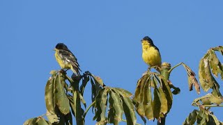 Lesser Goldfinch Singing [upl. by Nnylannej191]