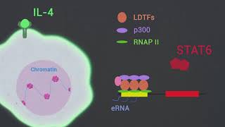 STAT6 mediates repression of inflammatory enhancers and limits activation of macrophages [upl. by Eimmas]