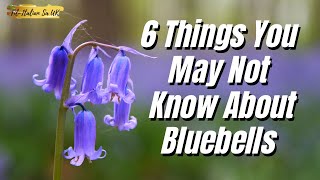 6 Things You May Not Know About Bluebells 😮 [upl. by Drhcir]