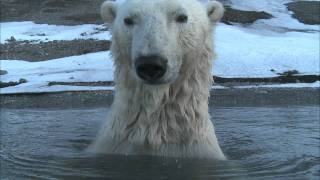 Polar Bear  Spy on the Ice Highlight Reel [upl. by Elocin937]