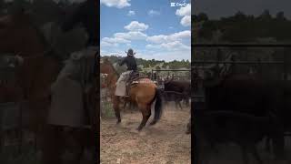 teamroper rodeohorse rodeolife ranchingranchhorses barrelhorse [upl. by Rema]