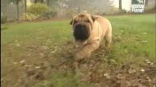 Shar Pei  History of breed Part 1of3 [upl. by Ellicul]