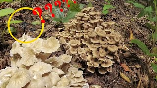 Таємна комора Трутовика зонтичного бараньоха  Склероцій Polyporus umbellatus [upl. by Larret]