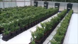 PB Test 1000 Chilli Auto Pot System [upl. by Torres]