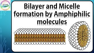 Bilayer and Micelle formation by Amphiphilic molecules [upl. by Eissirhc]