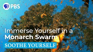 Immerse Yourself in a Monarch Swarm [upl. by Leahcimaj]