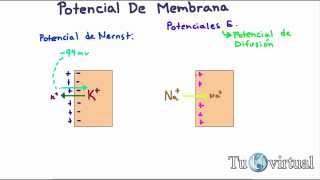 Fisiología  Potencial de difusión potencial de membrana potencial de Nernst [upl. by Kaufman861]