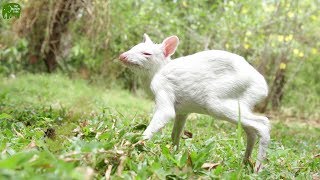 Rare Albino Chevrotain Saved from Predators [upl. by Nymassej761]