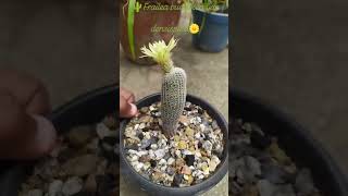 🌵Frailea buenekeri var densispina Blooming💮cactus cactusbloom cactusflower gardening kolkata [upl. by Aicilef]