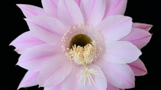 Echinopsis Rosenfee echinopsis fleur [upl. by Drawde232]