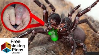 MOST VENOMOUS amp LARGEST SPIDERS IN THE WORLD [upl. by Neeluqcaj896]