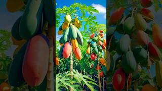 best growing papaya with new skill fruit grafting gardening shorts papaya amazing planting [upl. by Ateuqahs]