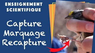 CMR  Capture Marquage Recapture  Enseignement Scientifique en Terminale [upl. by Caitrin]