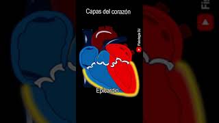 Anatomía del corazón  Capas del musculo cardíaco  Anatomía cardíaca  Anatomía del corazón humano [upl. by Atig]