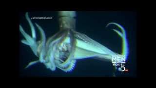 Giant Squid Architeuthis footage January 27 2013 [upl. by Ullund]