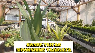 SANSE TRIFAS MOONSHINE VARIGATA BEDA WARNA [upl. by Ania]