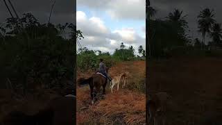 Rotinas diárias de um vaqueirovaquerama vaqueros vaqueirama cavalos fazenda [upl. by Cassie]