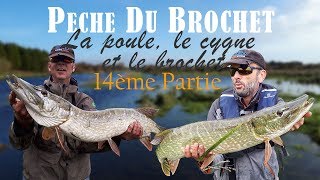 Pêche du brochet 14 La poule le cygne et le brochet [upl. by Akkire]