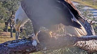 SWFL Eagles  Injured talons FV eats her rabbit breakfast in a nest tree😲Es are squeezing💕21923 [upl. by Karub686]