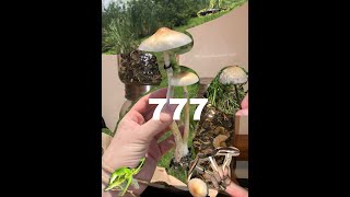 Magic Mushrooms Finding Tons of Shrooms Psilocybe Cubensis  Panaeolus Cyanescens [upl. by Arykahs]