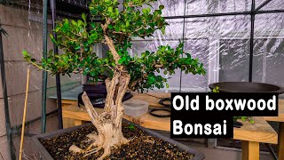 Old boxwood Bonsai winter pruning and wiring developing for bonsai show [upl. by Teiv323]