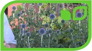 Spheres of Echinops Ritro [upl. by Ahseyt]