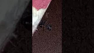 Latrodectus Hesperus Western Black Widow feeding [upl. by Orlan600]